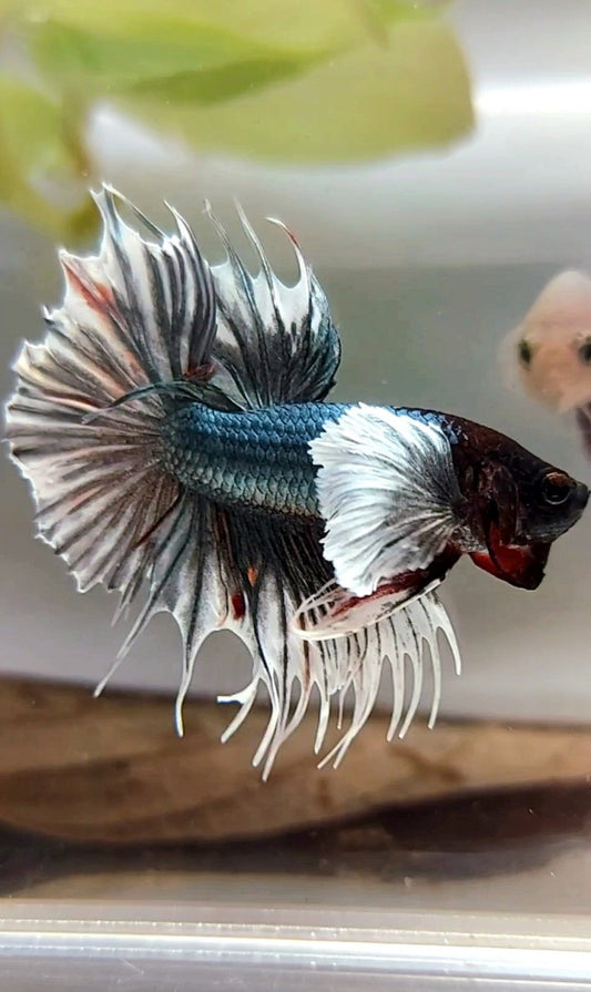 CROWNTAIL SUPER DUMBO EAR COPPER ARMY BETTA FISH