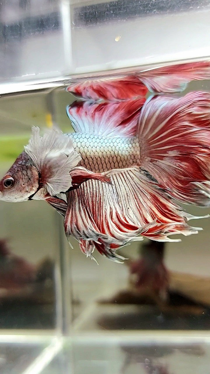 HALFMOON ROSETAIL SUPER DUMBO EAR RED COPPER BONSAI BETTA FISH