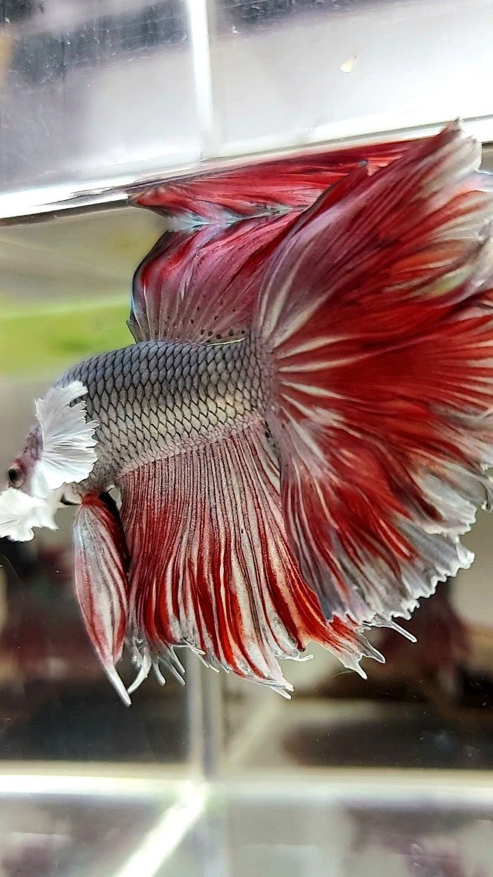 HALFMOON ROSETAIL SUPER DUMBO EAR ROTER KUPFER BONSAI BETTA FISCH