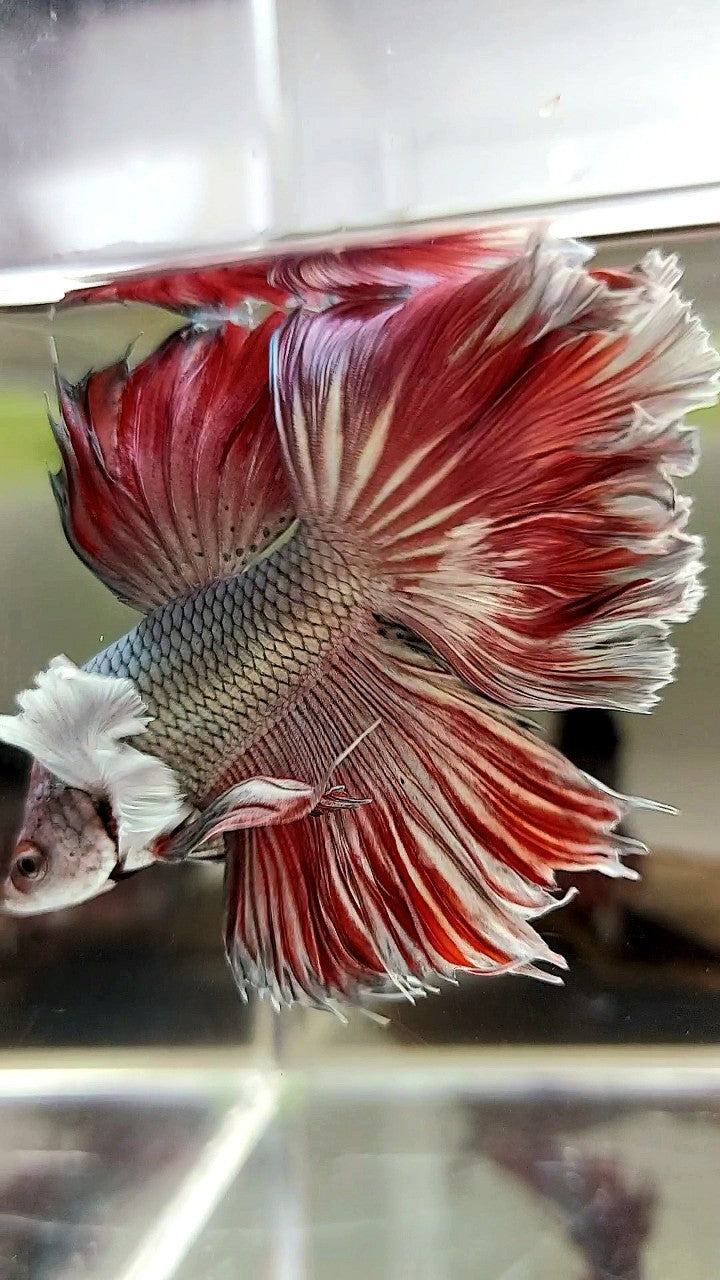 HALFMOON ROSETAIL SUPER DUMBO EAR ROTER KUPFER BONSAI BETTA FISCH