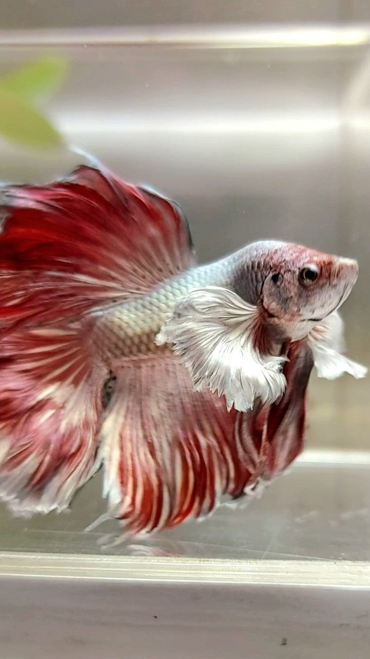 HALFMOON ROSETAIL SUPER DUMBO EAR RED COPPER BONSAI BETTA FISH