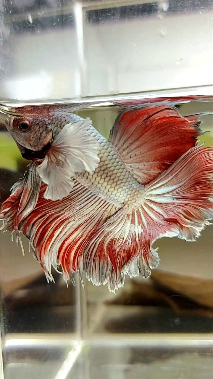 HALFMOON ROSETAIL SUPER DUMBO EAR ROTER KUPFER BONSAI BETTA FISCH