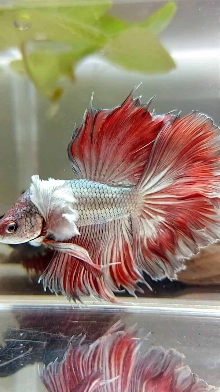 HALFMOON ROSETAIL SUPER DUMBO EAR ROTER KUPFER BONSAI BETTA FISCH