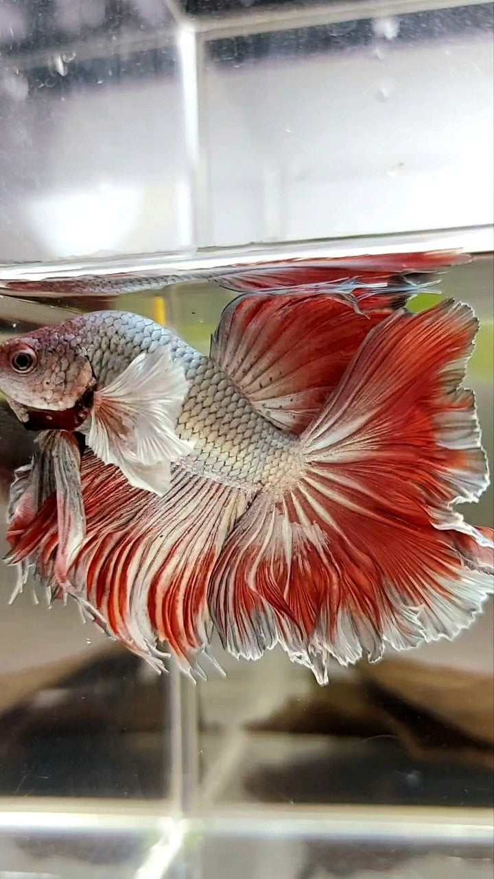 HALFMOON ROSETAIL SUPER DUMBO EAR RED COPPER BONSAI BETTA FISH