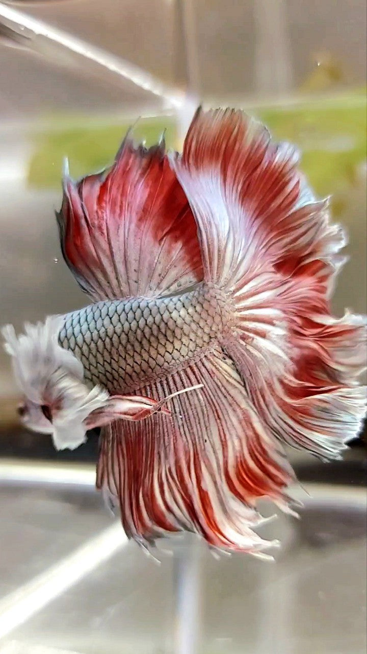 HALFMOON ROSETAIL SUPER DUMBO EAR ROTER KUPFER BONSAI BETTA FISCH