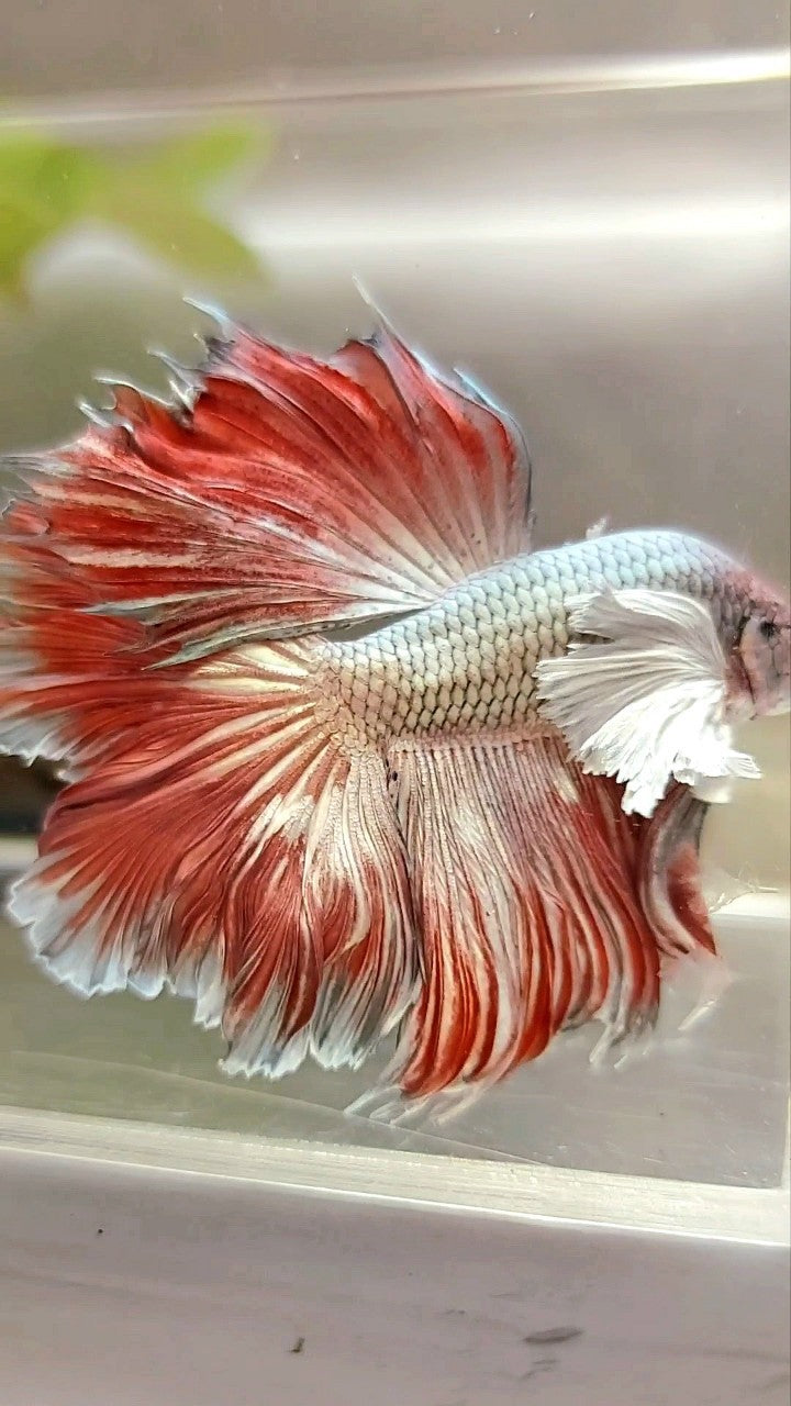 HALFMOON ROSETAIL SUPER DUMBO EAR ROTER KUPFER BONSAI BETTA FISCH