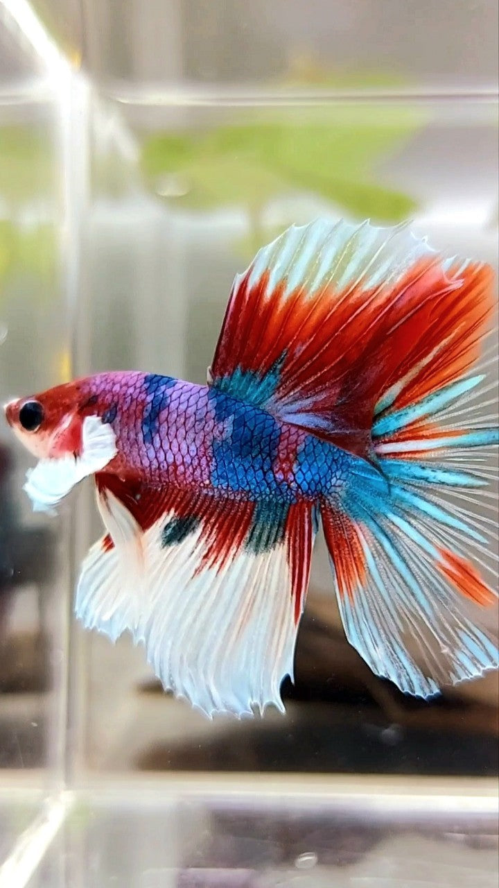 Candy koi clearance betta price