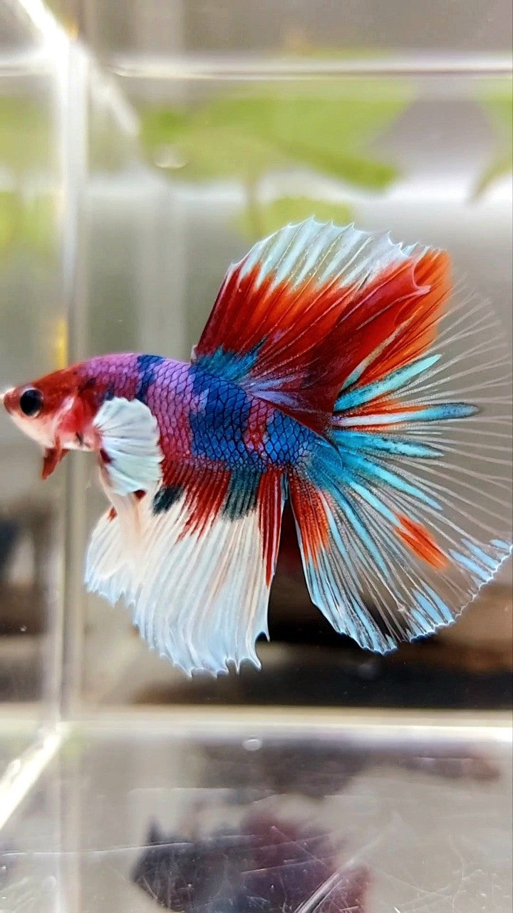 HALFMOON DUMBO EAR PURPLE CANDY RED KOI MULTICOLOR BETTA FISH