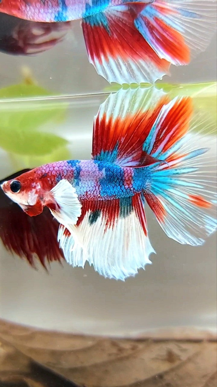 HALFMOON DUMBO EAR LILA CANDY RED KOI MULTICOLOR BETTA FISH