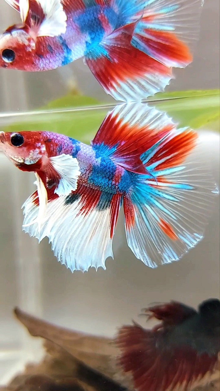 HALFMOON DUMBO EAR LILA CANDY RED KOI MULTICOLOR BETTA FISH