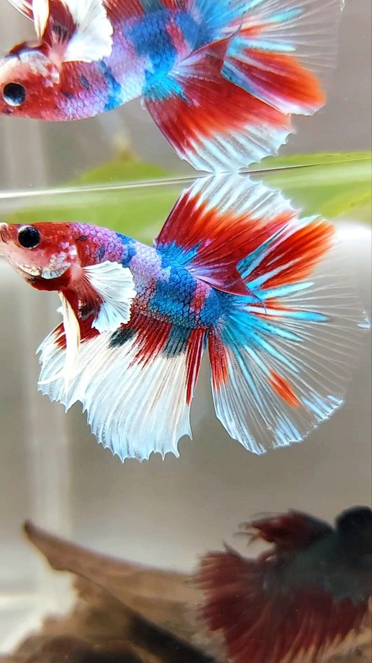 HALFMOON DUMBO EAR PURPLE CANDY RED KOI MULTICOLOR BETTA FISH