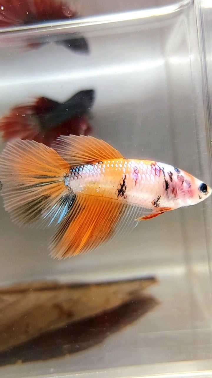 WEIBLICHER HALFMOON ORANGE KOI MEHRFARBIGER BETTA-FISCH