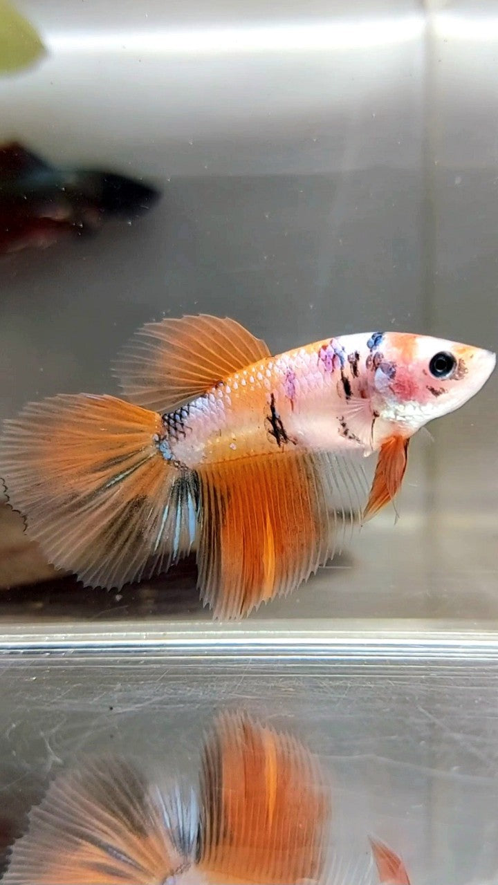 WEIBLICHER HALFMOON ORANGE KOI MEHRFARBIGER BETTA-FISCH