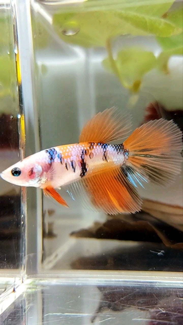 FEMALE HALFMOON ORANGE KOI MULTICOLOR BETTA FISH