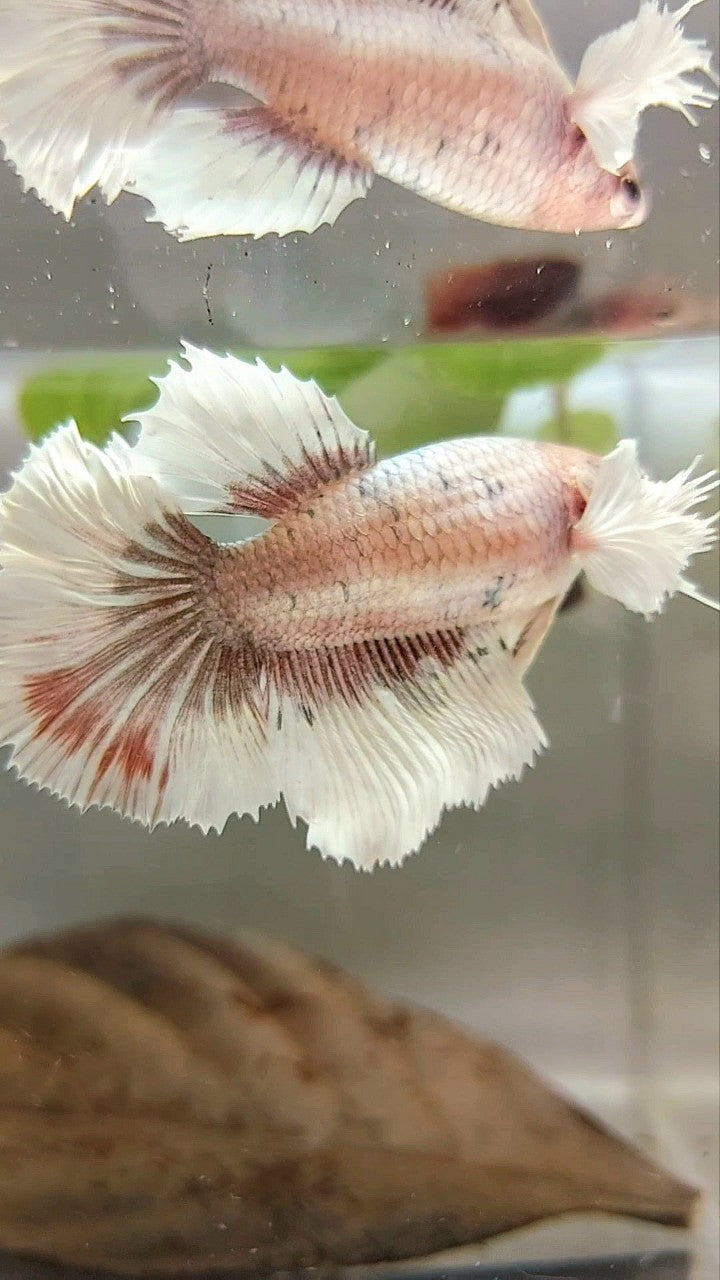 XL FEMALE HALFMOON DUMBO EAR ROSETAIL COPPER FANCY MULTICOLOR BUTTERFLY BETTA FISH