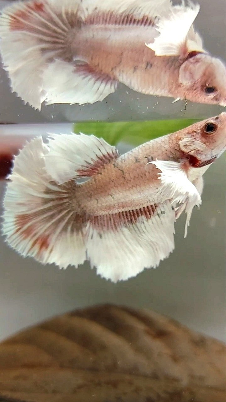 XL FEMALE HALFMOON DUMBO EAR ROSETAIL COPPER FANCY MULTICOLOR BUTTERFLY BETTA FISH