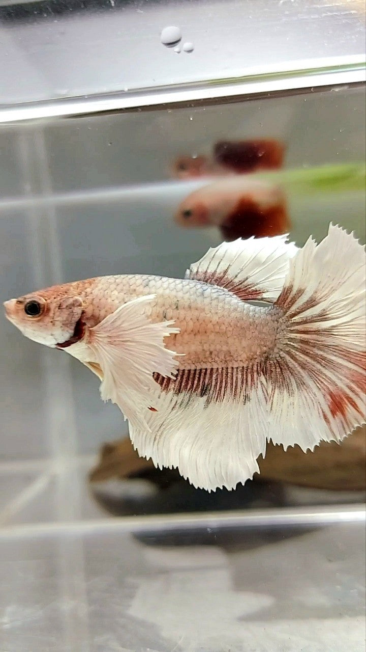 XL FEMALE HALFMOON DUMBO EAR ROSETAIL COPPER FANCY MULTICOLOR BUTTERFLY BETTA FISH