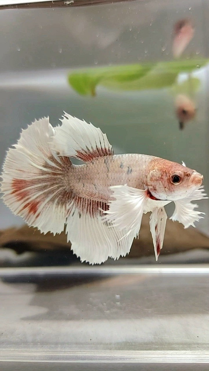 XL FEMALE HALFMOON DUMBO EAR ROSETAIL COPPER FANCY MULTICOLOR BUTTERFLY BETTA FISH