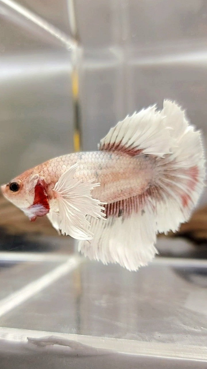 XL FEMALE HALFMOON DUMBO EAR ROSETAIL COPPER FANCY MULTICOLOR BUTTERFLY BETTA FISH