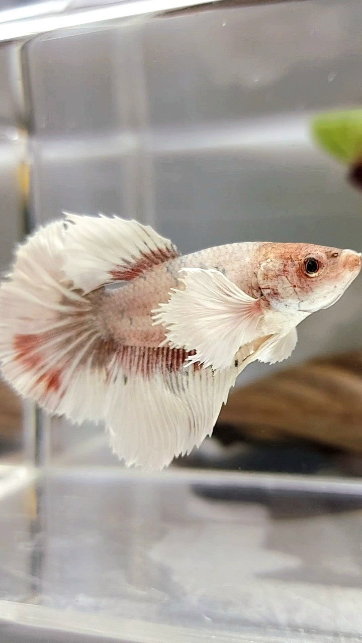 XL FEMALE HALFMOON DUMBO EAR ROSETAIL COPPER FANCY MULTICOLOR BUTTERFLY BETTA FISH