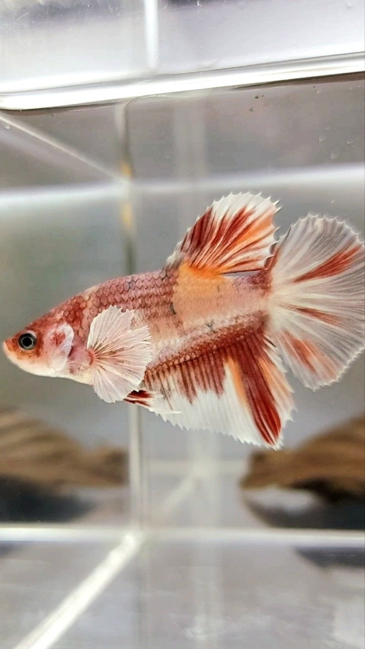 XL FEMALE HALFMOON BIG EAR ROSETAIL BO 4CM ORANGE KOI COPPER MULTICOLOR BETTA FISH