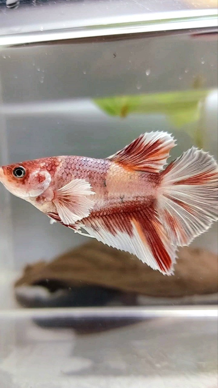 XL FEMALE HALFMOON BIG EAR ROSETAIL BO 4CM ORANGE KOI COPPER MULTICOLOR BETTA FISH