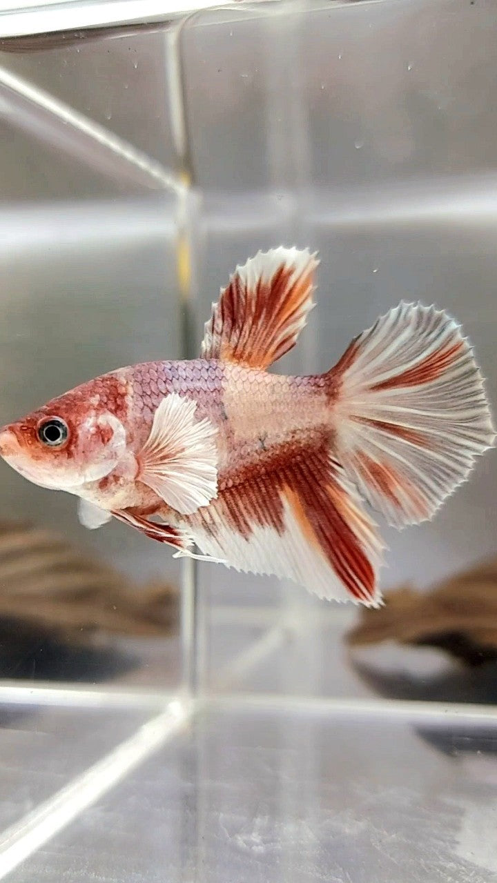 XL FEMALE HALFMOON BIG EAR ROSETAIL BO 4CM ORANGE KOI COPPER MULTICOLOR BETTA FISH