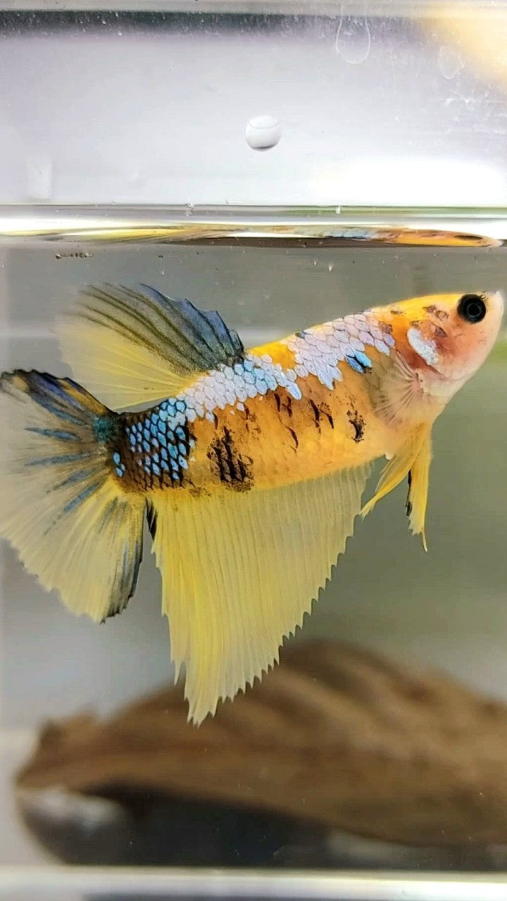 XL FEMALE HALFMOON ROSETAIL BO 4CM YELLOW KOI GALAXY MULTICOLOR BETTA FISH