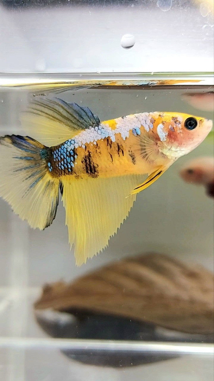 XL FEMALE HALFMOON ROSETAIL BO 4CM YELLOW KOI GALAXY MULTICOLOR BETTA FISH