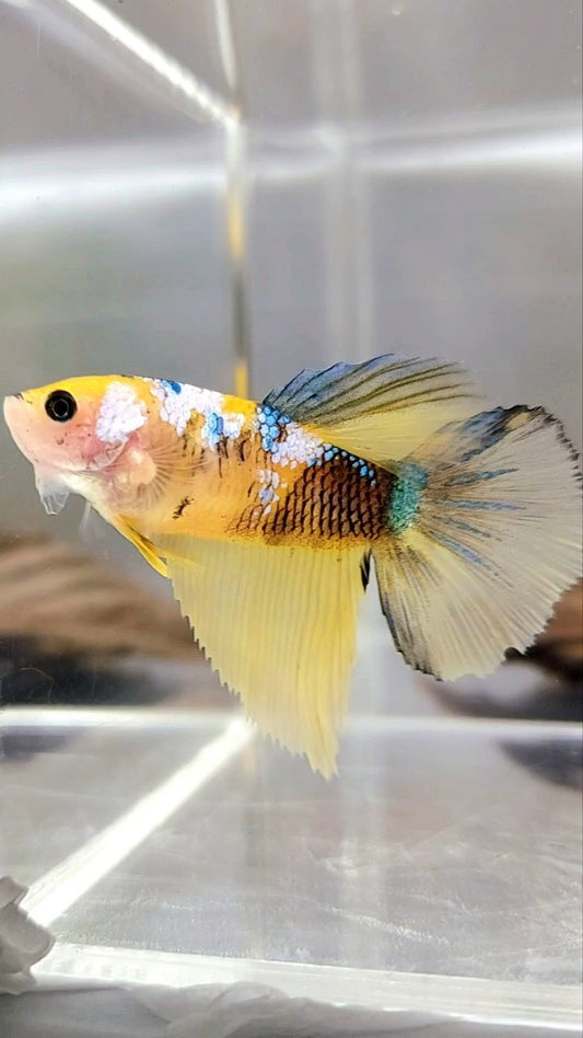 XL WEIBLICHER HALFMOON ROSETAIL BO 4CM GELBER KOI GALAXY MULTICOLOR BETTA FISCH