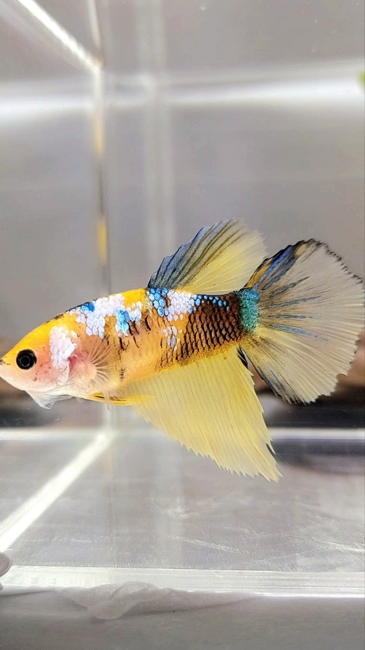 XL FEMALE HALFMOON ROSETAIL BO 4CM YELLOW KOI GALAXY MULTICOLOR BETTA FISH