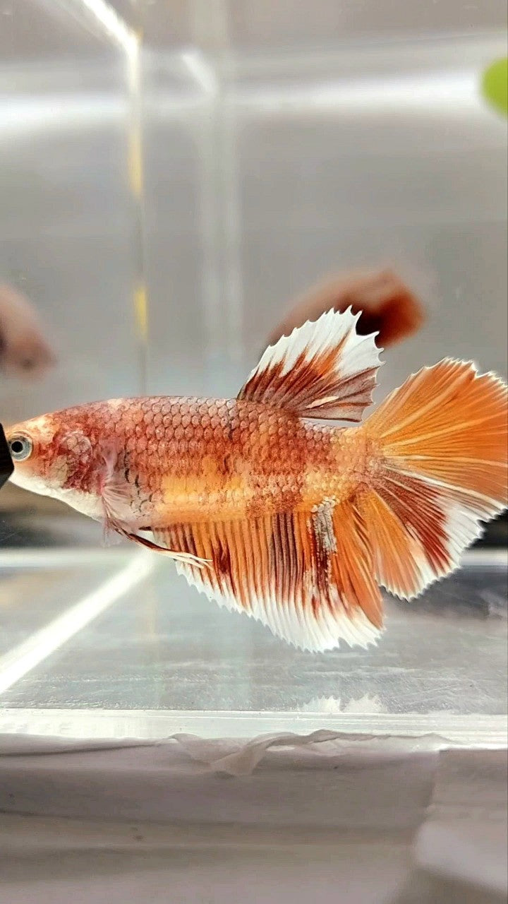 FEMALE GIANT SIZE HALFMOON ROSETAIL BO 4,3CM ORANGE NEMO COPPER MULTICOLOR BETTA FISH