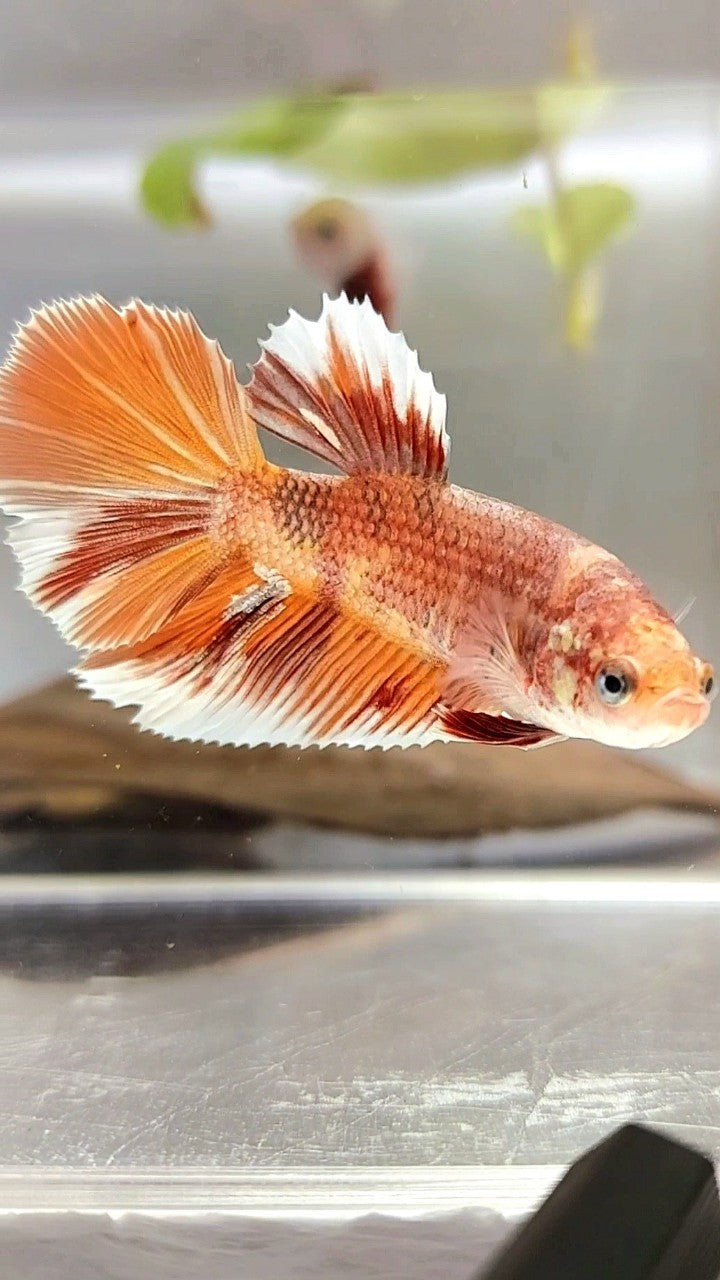 FEMALE GIANT SIZE HALFMOON ROSETAIL BO 4,3CM ORANGE NEMO COPPER MULTICOLOR BETTA FISH