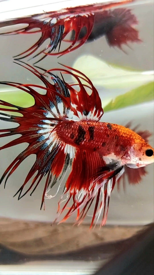 CROWNTAIL RED BLACK TIGER PATTERN MULTICOLOR BETTA FISH