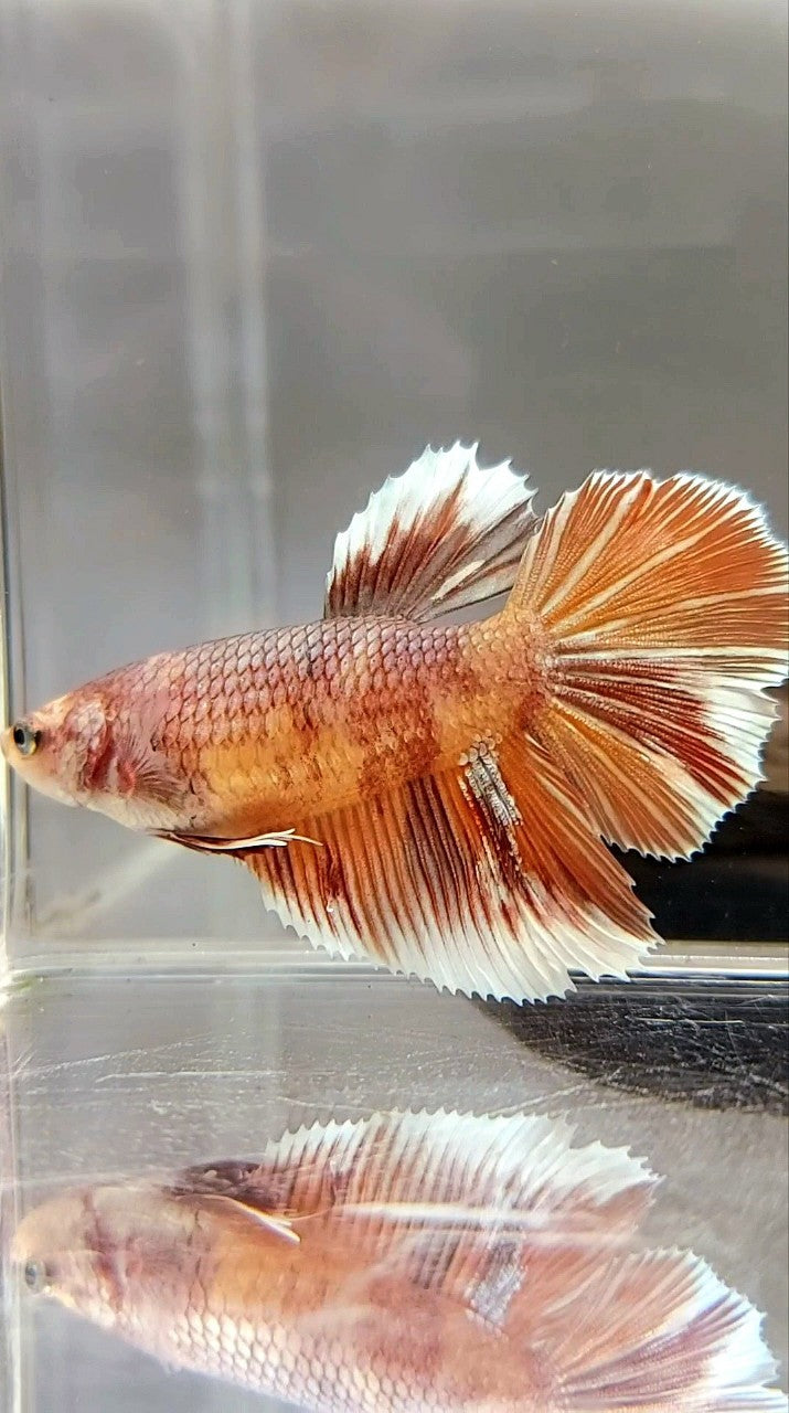 FEMALE GIANT SIZE HALFMOON ROSETAIL BO 4,3CM ORANGE NEMO COPPER MULTICOLOR BETTA FISH