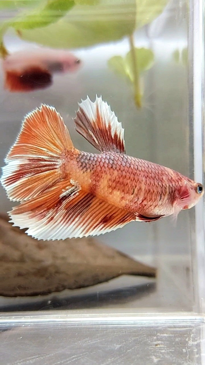 FEMALE GIANT SIZE HALFMOON ROSETAIL BO 4,3CM ORANGE NEMO COPPER MULTICOLOR BETTA FISH