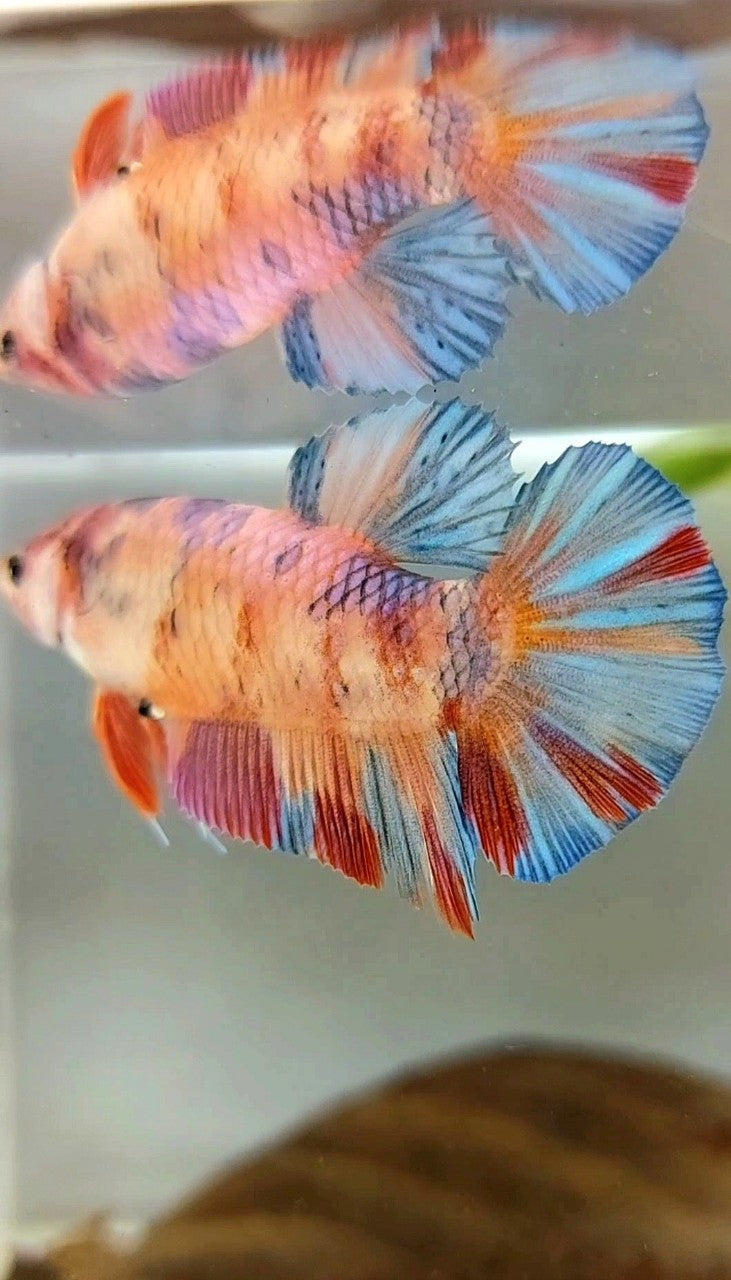 FEMALE GIANT BO 4,8CM PLAKAT METTALIC MULTICOLOR BETTA FISH