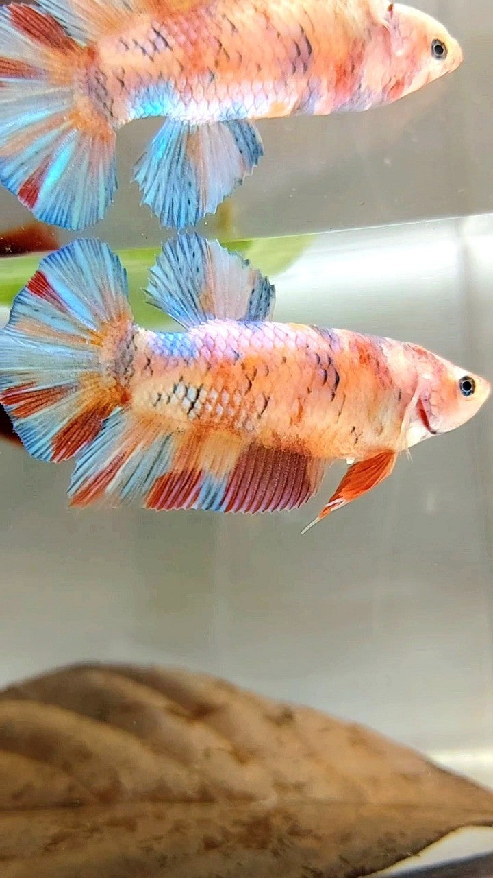 FEMALE GIANT BO 4,8CM PLAKAT METTALIC MULTICOLOR BETTA FISH