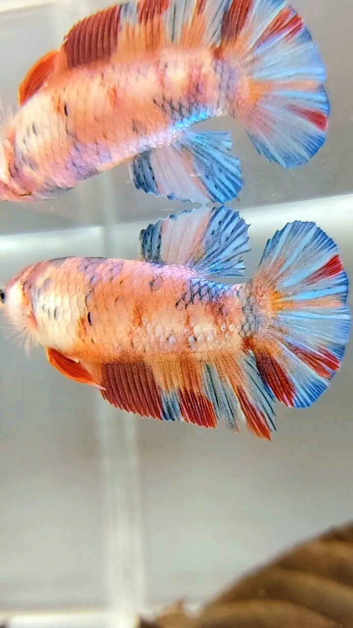 FEMALE GIANT BO 4,8CM PLAKAT METTALIC MULTICOLOR BETTA FISH