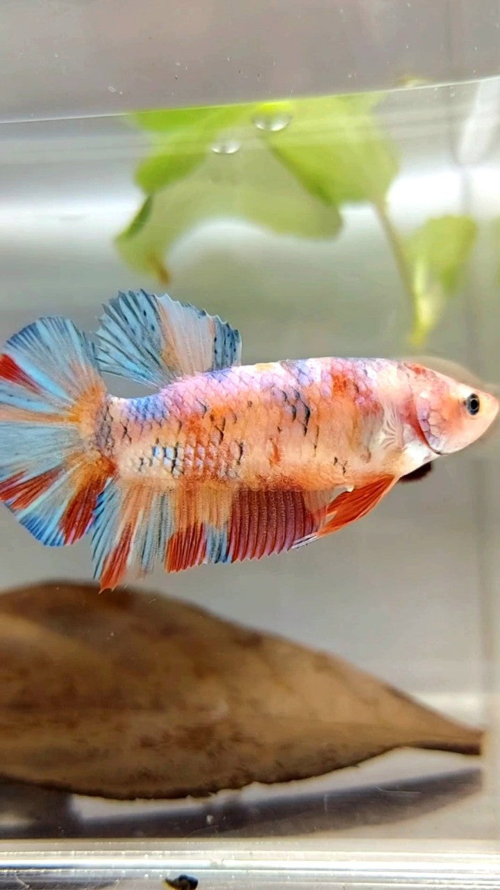 WEIBLICHER RIESENBO 4,8CM PLAKAT METALLIC MULTICOLOR BETTA FISH