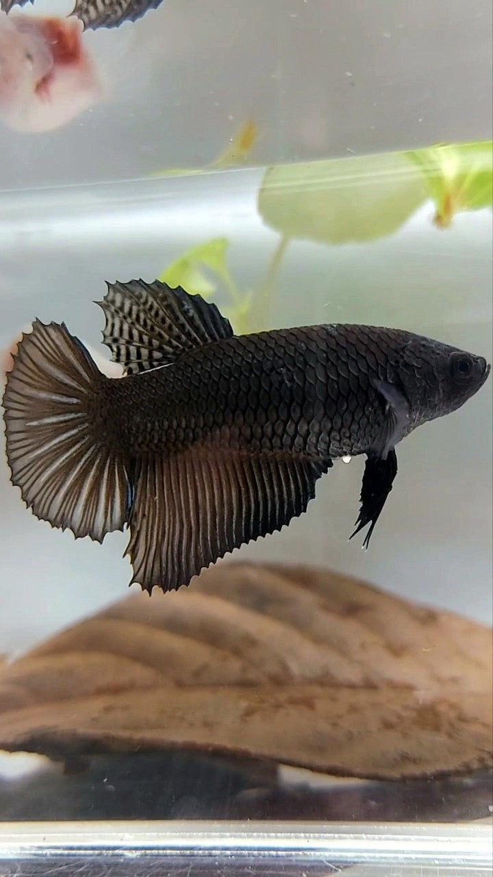 WEIBLICHER RIESENGRÖSSE HALBMOND-ROSENSCHWANZ BO 4,8 CM SUPER SCHWARZER BETTA-FISCH