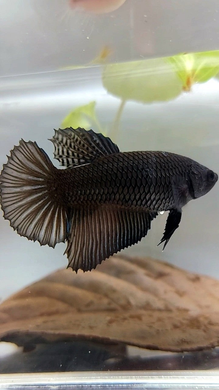 WEIBLICHER RIESENGRÖSSE HALBMOND-ROSENSCHWANZ BO 4,8 CM SUPER SCHWARZER BETTA-FISCH