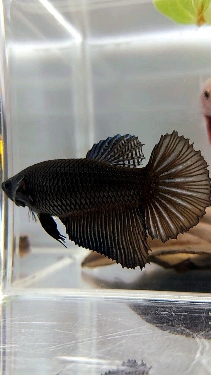 WEIBLICHER RIESENGRÖSSE HALBMOND-ROSENSCHWANZ BO 4,8 CM SUPER SCHWARZER BETTA-FISCH