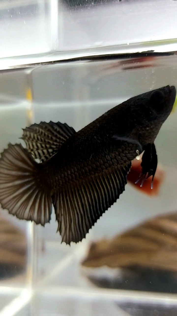 WEIBLICHER RIESENGRÖSSE HALBMOND-ROSENSCHWANZ BO 4,8 CM SUPER SCHWARZER BETTA-FISCH