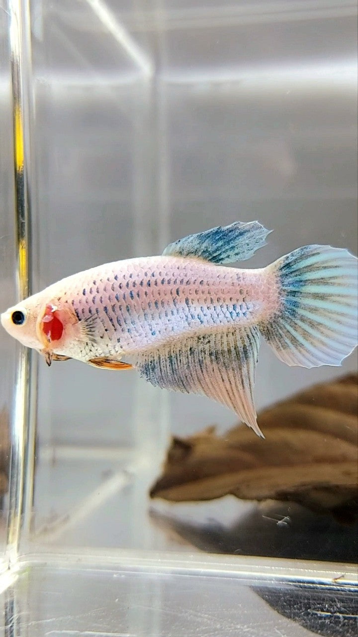 XL FEMALE VEILTAIL BO 4CM BLUE GRIZLE YELLOW WASH BETTA FISH