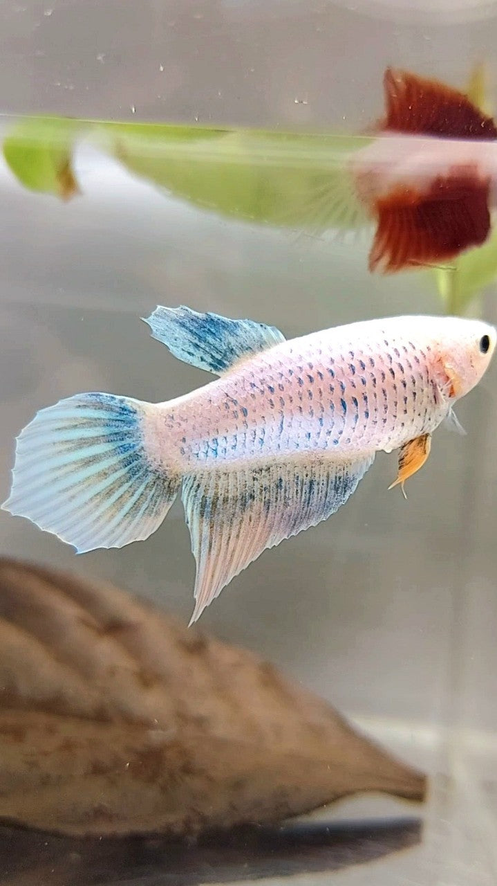 XL FEMALE VEILTAIL BO 4CM BLUE GRIZLE YELLOW WASH BETTA FISH