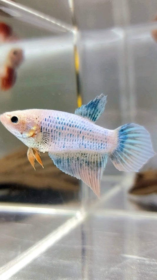 XL WEIBLICHER SCHLEIERSCHWANZ BO 4CM BLAU GRIZLE GELB WASH BETTA FISH