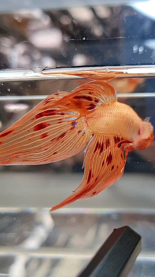 VEILTAIL ARMAGEDDON BETTA FISH
