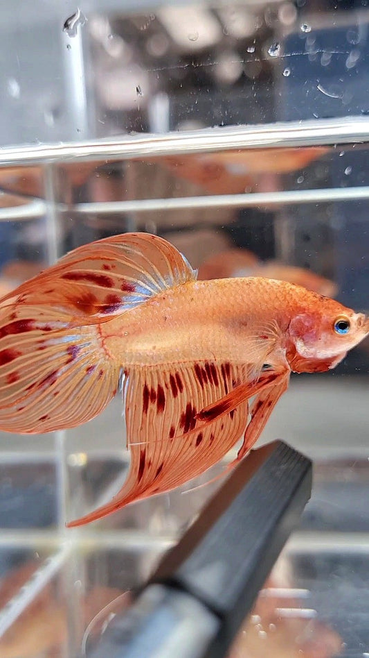 VEILTAIL ARMAGEDDON BETTA FISH