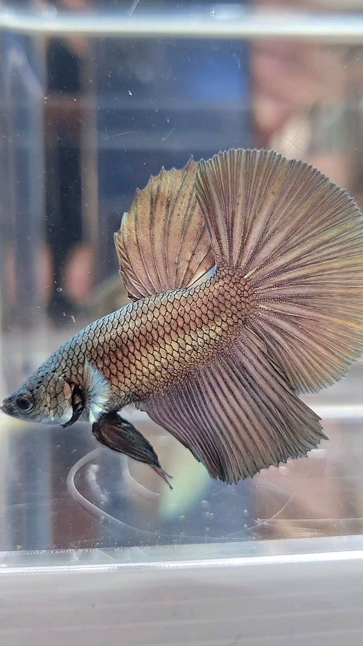 HALFMOON SUPER COPPER BETTA FISH